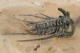 Kettneraspis Trilobite With Long Occipital & Reedops #276399-3